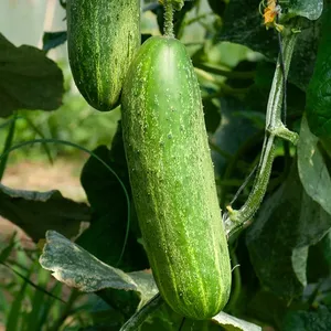 Fruits & Légumes Frais